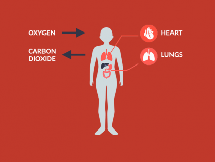 Cellular Respiration Steps: Energy Conversion in the Body