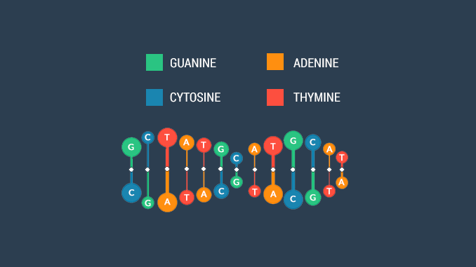 DNA Deoxyribonucleic acid DNA Deoxyribonucleic acid