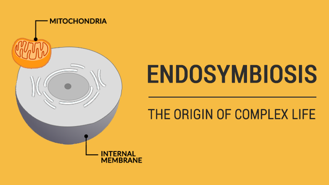 Endosymbiosis Endosymbiosis