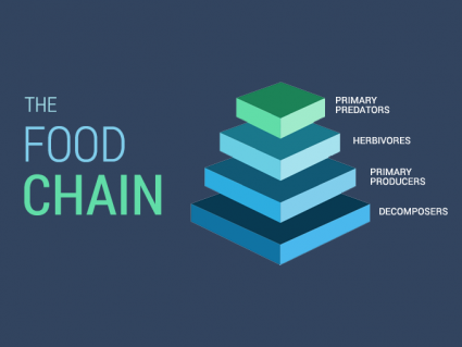 What Are the 4 Levels of the Food Chain?