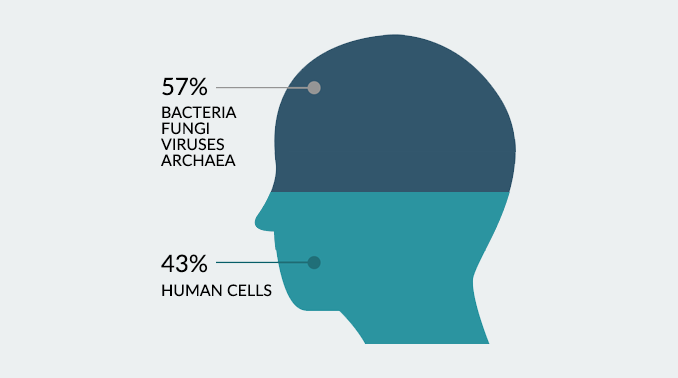 Human Cells Bacteria