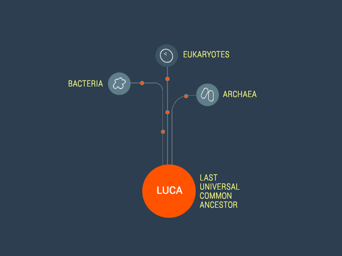 LUCA Last Universal Common Ancestor