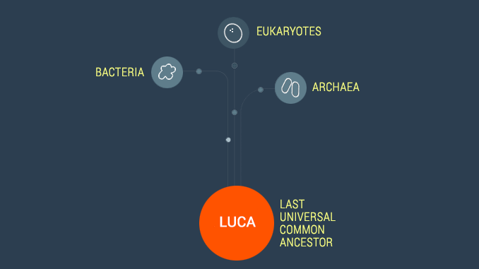 LUCA Last Universal Common Ancestor