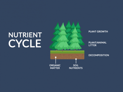 Nutrient Cycle: From Inorganic to Organic Material