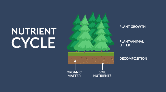 Nutrient Cycle: From Inorganic to Organic Material - Earth How
