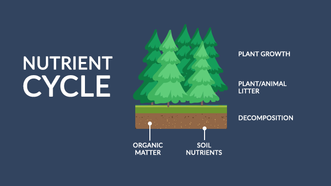 Nutrient Cycle Nutrient Cycle