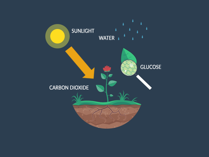 glucose in plants