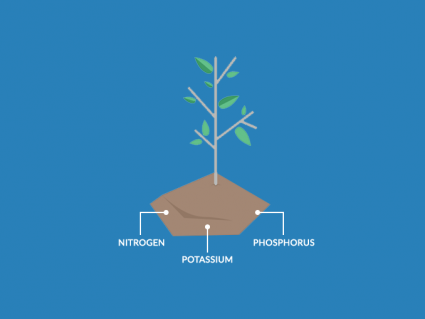 Soil Nutrients Deficiency and Replenishing