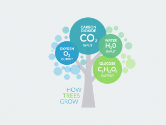 Tree Growth