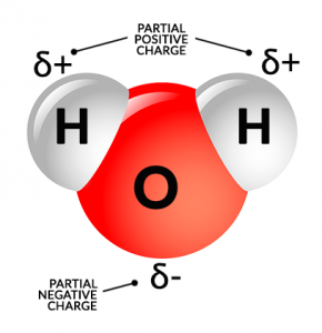 Water H2O Molecule Partial Polarity