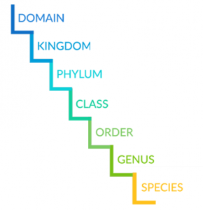 species classification