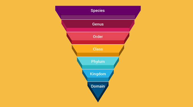 the taxonomic hierarchy diagram