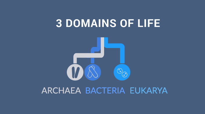 domains of life