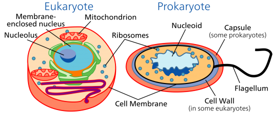 eukaryote vs prokaryote