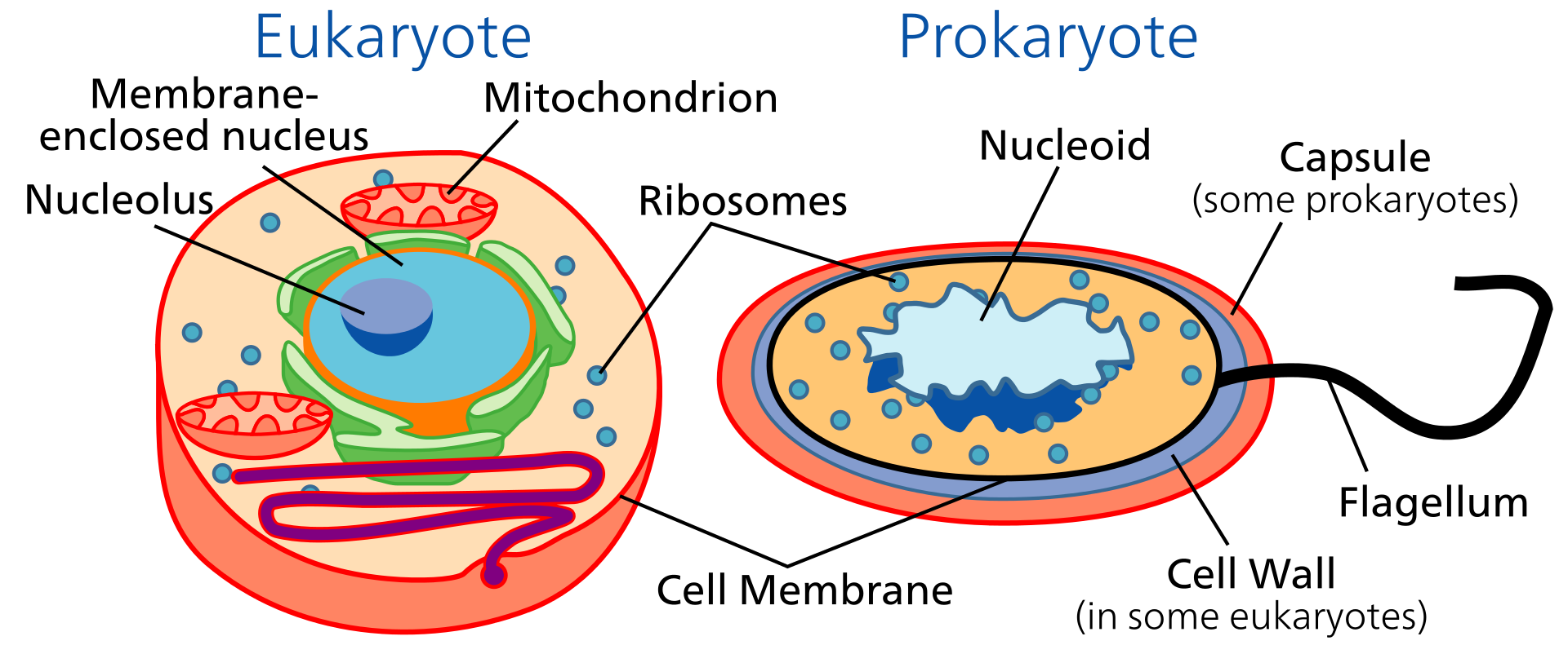 What are the 3 domains of life and their characteristics? Three Domain  Classification by Carl Woese