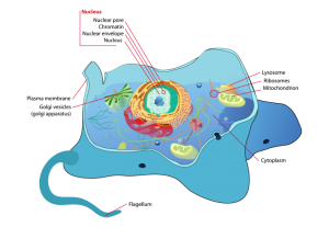 Animal Cell Structure