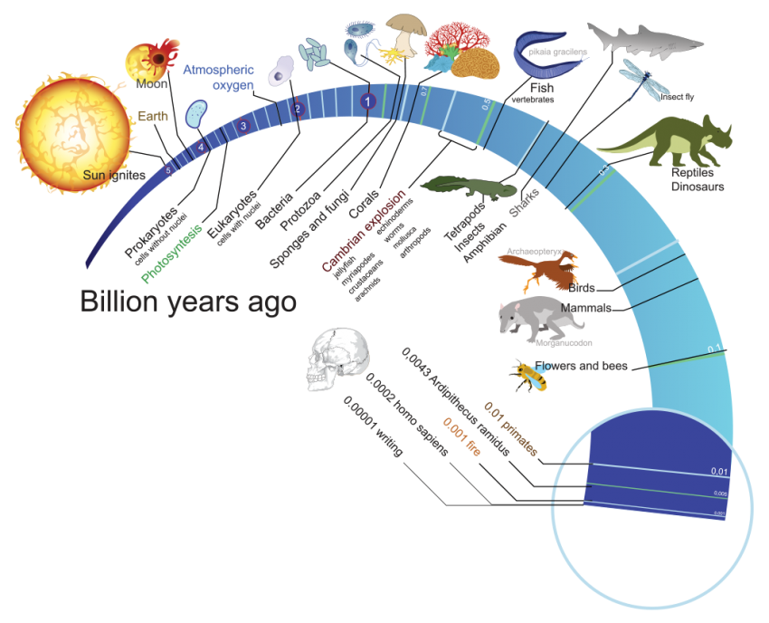 Evolution of Life Infographic