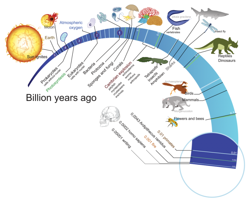 Human Evolution Chart For Kids