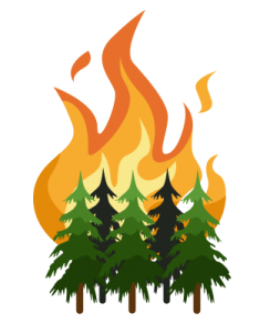 Forest Fires