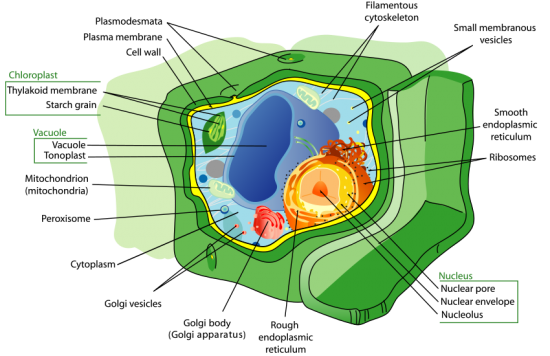 Plant Cell Structure