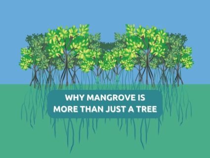 The Importance of Mangroves in Ecosystems