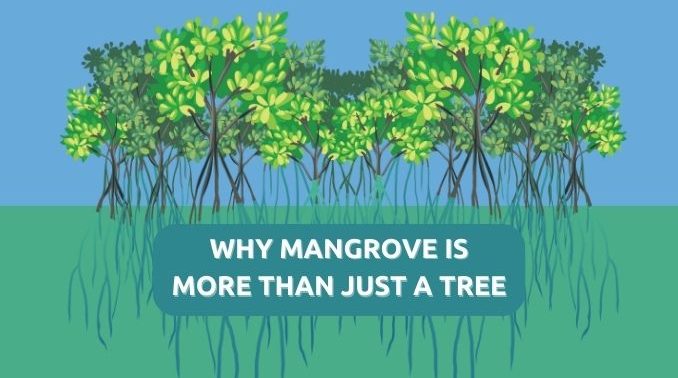 Mangroves Feature