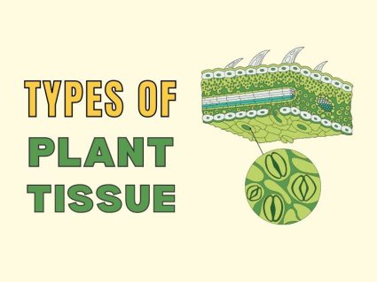 Plant Tissue 101 – Types and Functions