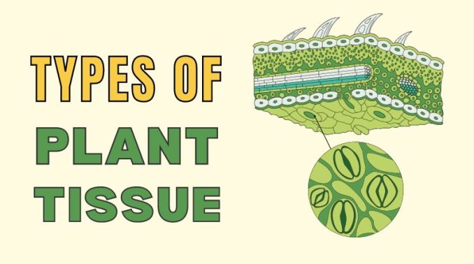 Plant Tissue Types Feature