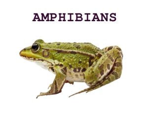 Amphibians