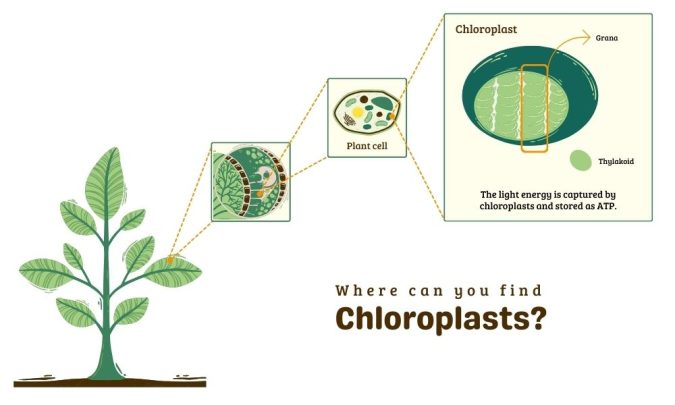 Chloroplast Location
