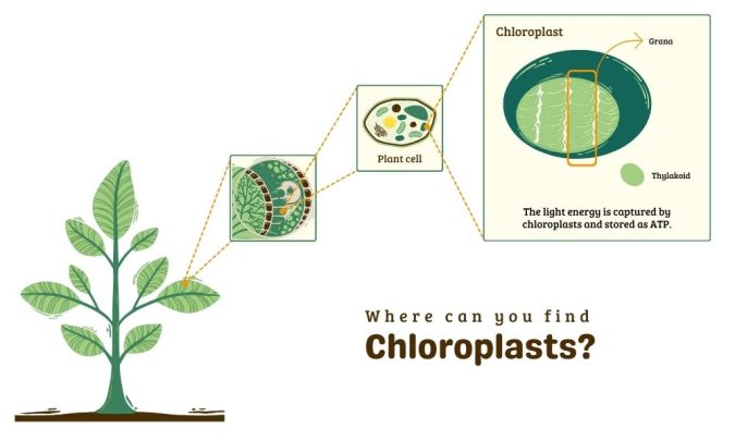 plant cell chloroplast diagram