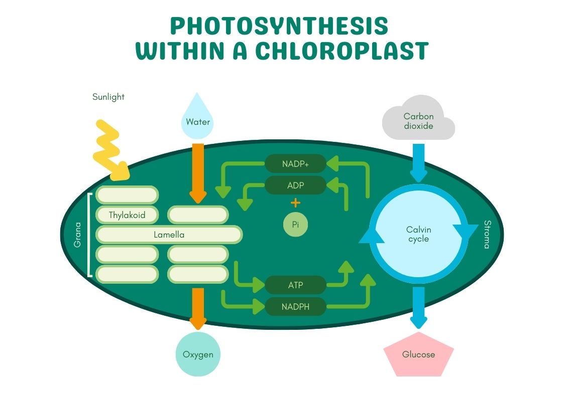 What Are Chloroplasts: The Tiny Factories in Plants - Earth How