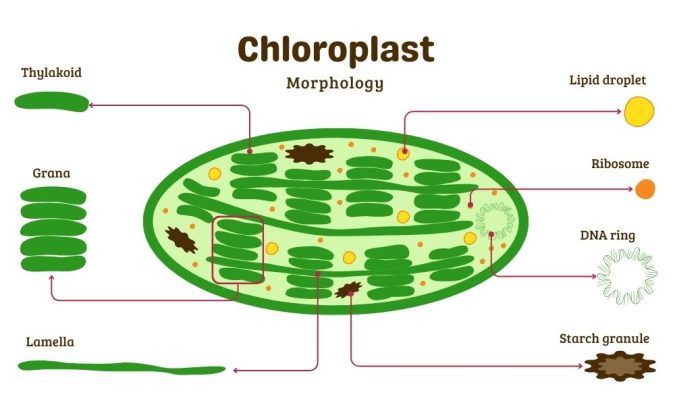 Chloroplast Structure