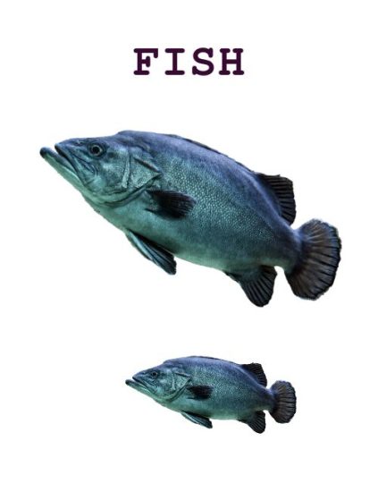 largest group of vertebrates live in water