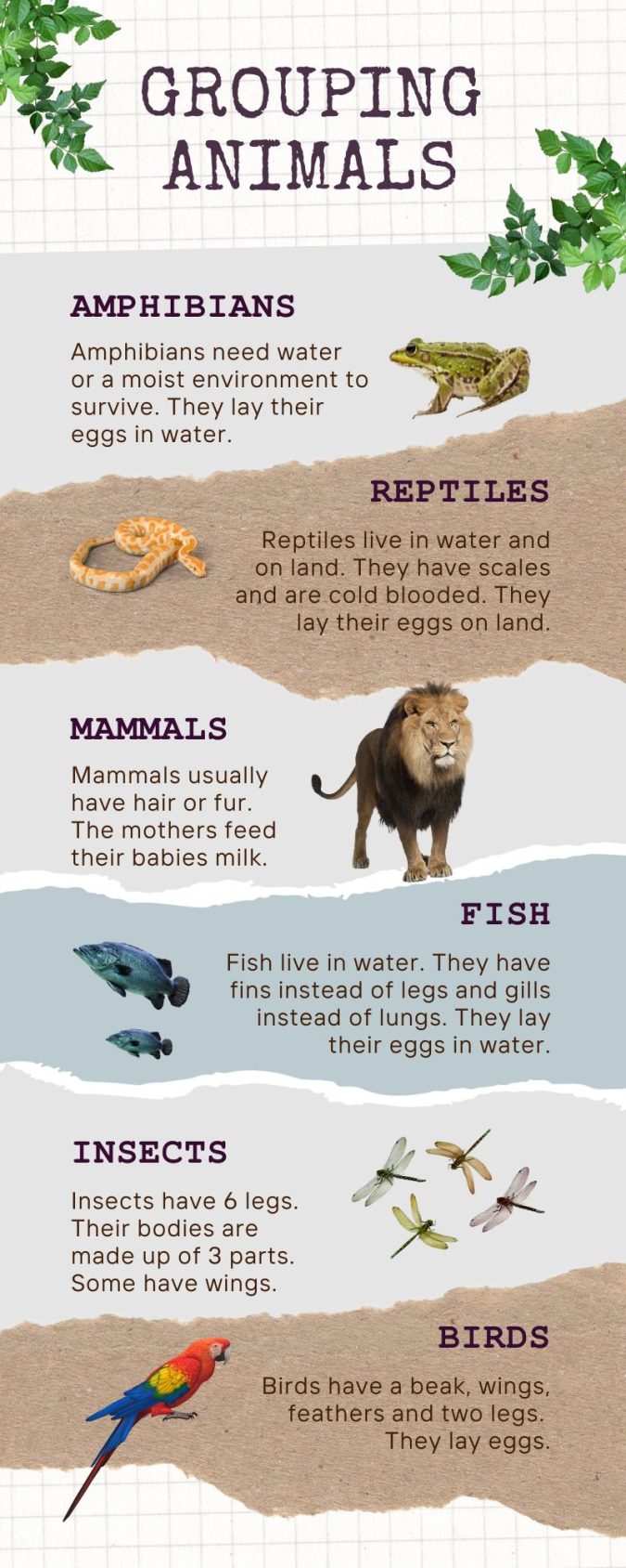 The 5 Classes of Vertebrates Earth How