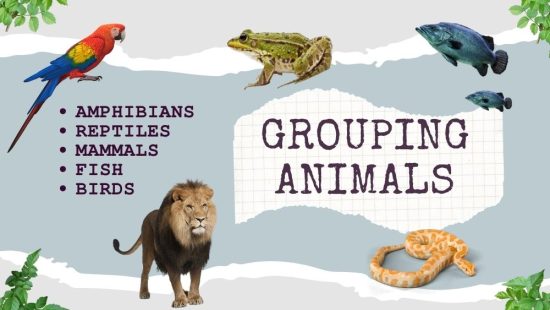 grouping-animals-the-five-classes-of-vertebrates-earth-how