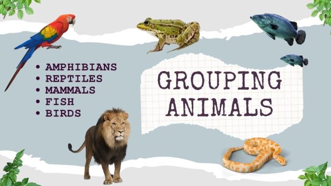 5 groups of vertebrates