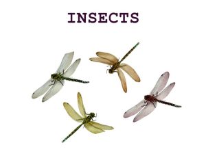 Insects