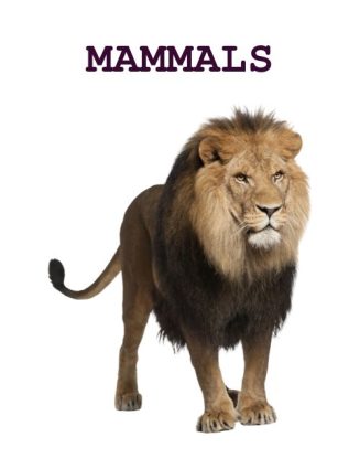 Mammals