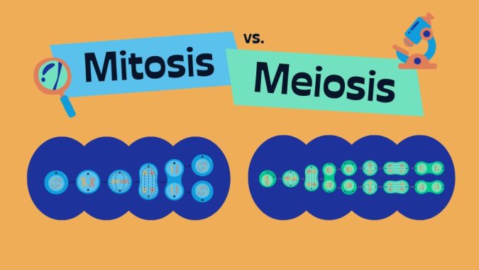 What's the Difference Between Meiosis and Mitosis? - Earth How