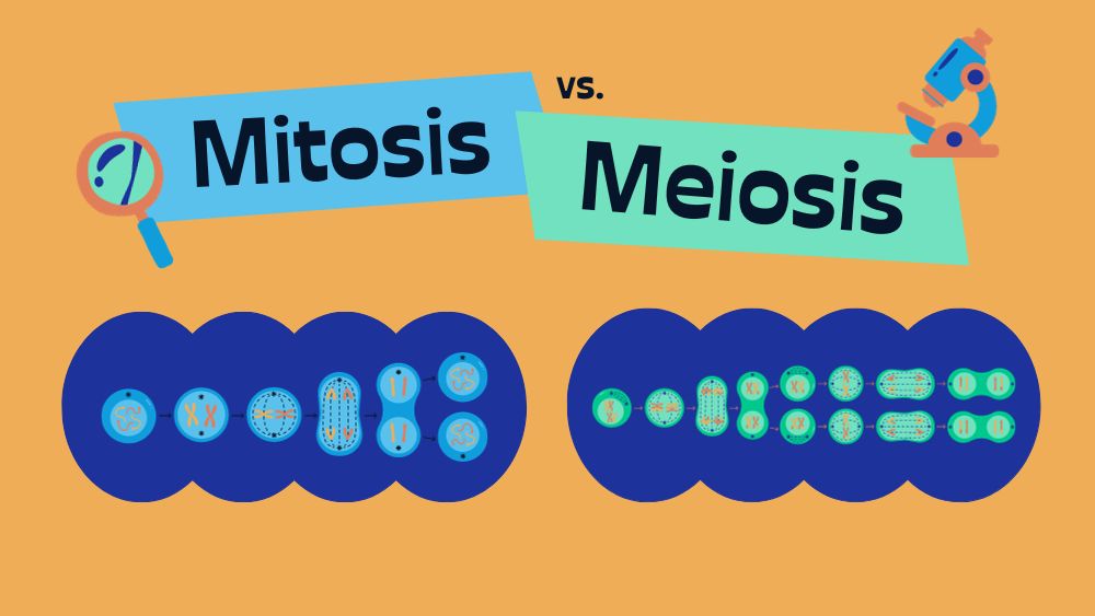 Meiosis vs Mitosis