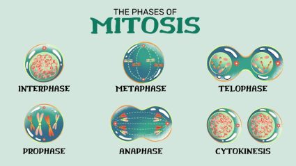 The 5 Phases of Mitosis