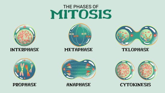 The 5 Phases of Mitosis - Earth How