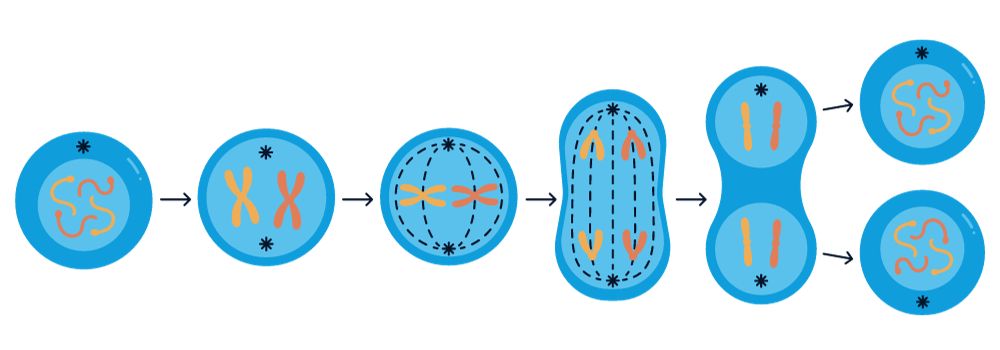 What's the Difference Between Meiosis and Mitosis? - Earth How