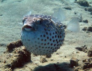 Pufferfish