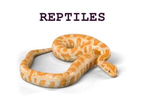 Reptiles