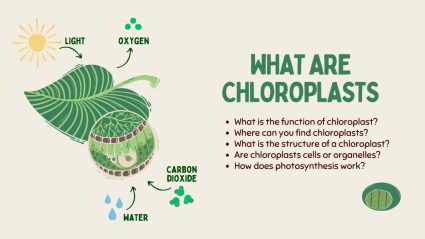 What Are Chloroplasts: The Tiny Factories in Plants