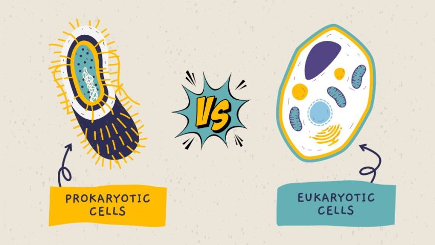 Eukaryotic Cells vs Prokaryotic Cells