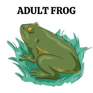 Adult Frog