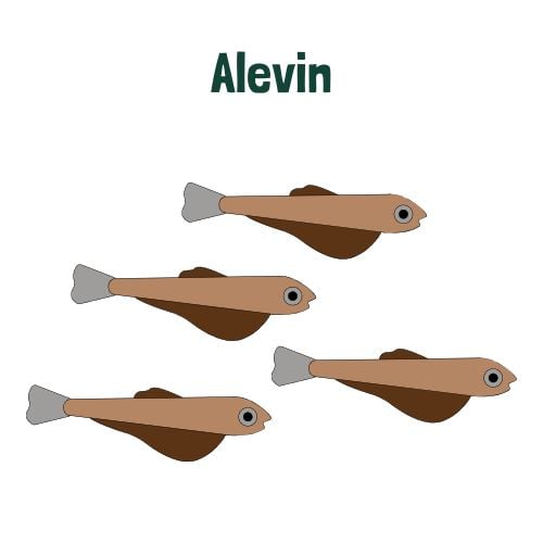 The Salmon Lifecycle: An Epic Migration - Earth How
